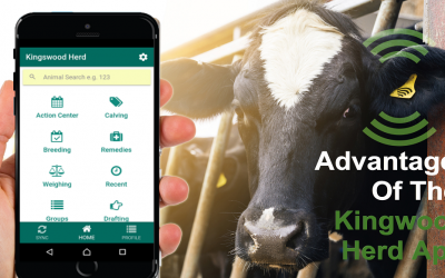 Advantages Of The Kingwood Herd App For Dairy Farms