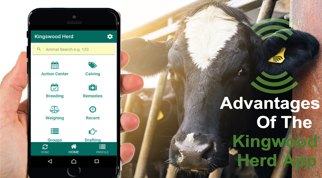 Advantages Of The Kingwood Herd App For Dairy Farms