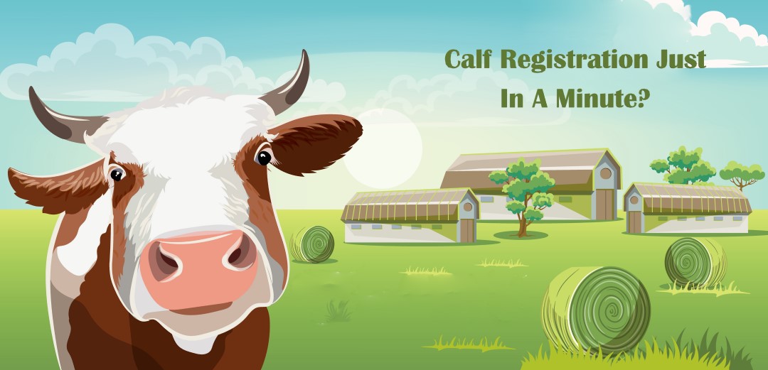 How Can You Do A Calf Registration Just In A Minute?